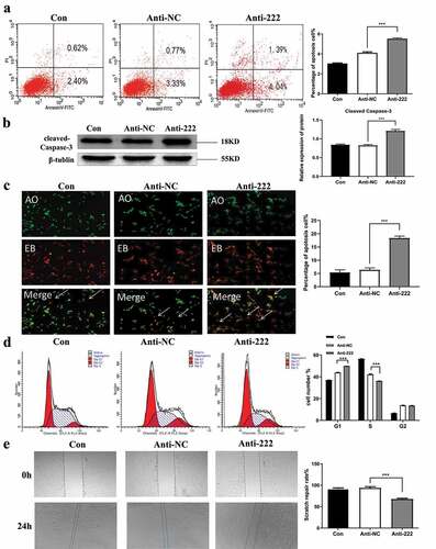 Figure 3. Inhibition of miR-222-3p affects the Cell function of HT-22 cells. (a) The cell apoptosis in con, anti-NC and anti-222 groups were analyzed by flow cytometry. (b) The Cleaved Caspase-3 protein level in con, anti-NC and anti-222 groups were evaluated via western blot and the expression of β-tubulin was used for confirming equal loading. (c) Fluorescence results of AO-EB double staining HT-22 cell nuclei. The arrows indicate apoptotic cells. (d) The cell cycle distribution in con, anti-NC and anti-222 groups was analyzed by flow cytometry. (e) The migration ability in con, anti-NC and anti-222 groups was analyzed by cell scratch experiment