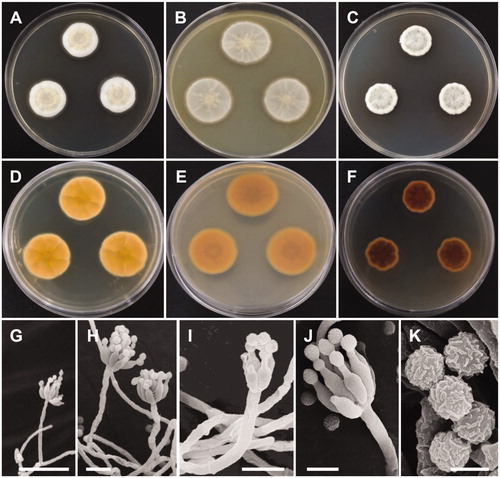 Figure 4. Morphology of Penicillium sanguifluum. (A,D) Colonies on yeast extract sucrose agar (YES); (B,E) Colonies on Blakeslee’s malt extract agar (MEA); (C,F) Colonies on Czapek yeast autolysate agar (CYA); (A–C: obverse view, D–F: reverse view); (G–J) Conidiophores; (K) Conidia (Scale bars: G = 20 μm, H–I = 10 μm, J = 5 μm, K = 2 μm).