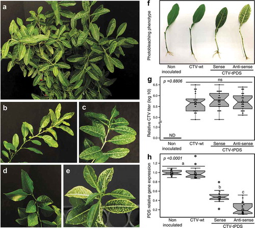 Figure 1. Photobleaching phenotype is unequally distributed within citrus trees. (a) In Citrus macrophylla (alemow), the phenotype could be more pronounced on one side of the tree than the other side. (b) Within the same branch upper leaves may show more bleaching than the lower leaves, or (c) in some cases phenotype equally appears within the entire branch. (d, e) In Citrus sinensis (L.) Osbeck. (sweet orange) and Citrus aurantium, (sour orange), lower leaves have more photobleaching than upper leaves. (f) Plantlets used to study the influence of the targeted gene sequence orientation in the CTV construct on the RNAi efficiency. (g) Although the virus titers were similar, (h) the reduction of pds expression was significantly more when the anti-sense orientation was used.