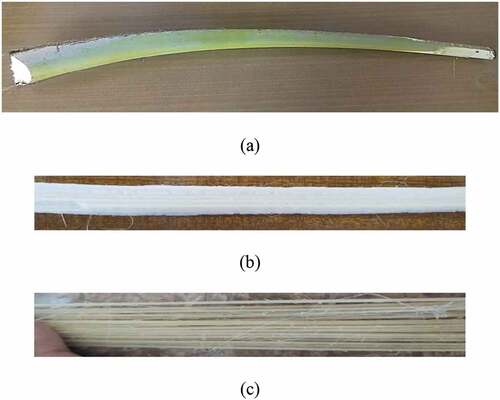 Figure 1. The fiber extraction: (a) Leaf stalk (b) Layer of fiber extracted from the leaf stalk (c) Layer of fiber after retting.
