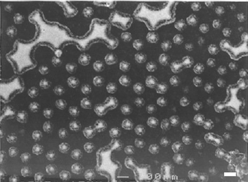 Figure 4. FESEM image of 10 layers of Cu2+ complexed 16-mercaptohexadecanoic molecular layers grown on a gold dot array. The sample was coated with 2 nm evaporated gold to enhance SEM contrast and to stabilize the organic structures that are otherwise sensitive to the electron beam. Nanospheres with diameters of 240 nm were used as a mask for this gold dot arrays. The scale bar indicates 100 nm.