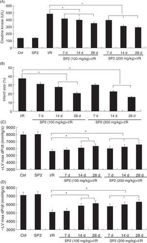 Fig. 1 Effect of SP2 on the I/R-induced injury in vivo. (A) Change of creatine kinase (CK) activity in the serum of mice. (B) The infarct size (% IAR) in the hearts of mice. (C) The maximal slope of systolic pressure decrement. (D) The maximal slope of diastolic pressure decrement. Rats of the SP2 groups were given SP2 (100 mg/kg and 200 mg/kg body weight; BW) every day for 7 days, 14 days, and 28 days by oral gavage, then subjected to 30-min ischemia followed by 4-h reperfusion. The relative values of all results were determined and expressed as mean±SEM of three experiments. Ctrl: Sham group; SP2: Sham rats pretreated with SP2 (200 mg/kg BW for 28 days, n=6). *P<0.05.