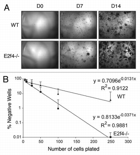 Figure 6 E2f4-/- calvarial preparations contain more ALp-progenitor osteoblasts than wildtype preparations. (A) Alkaline phosphatase (ALP) staining of calvarial cells. Cells isolated from calvaria were sparsely plated in induction media and stained for ALP activity at the indicated time points. E2f4-/- embryo derived calvarial cells produce more alkaline phosphatase-positive colonies, likely derived from osteoblast progenitors, than wildtype embryo derived cells (n ≥ 5). (B) Limiting dilution assay of wildtype and E2f4-/- calvarial cells. Cells were plated directly into induction media and alkaline-phosphatase-positive colony number was assessed 7 days later. The graph shows an average of 9 independent experiments, error bars indicate one standard deviation. E2f4-/- calvarial cultures exhibited a higher clonal frequency of alkaline phosphatase-positive colonies in comparison with wildtype derived cultures.