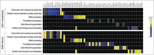 Figure 5. Heat map view representing the functional classification of differentially expressed proteins in upregulated and silenced BRG1, identified by LC-MS/MS analysis. The assessment of enriched biological processes for up- (yellow) and down- (blue) regulated proteins was performed according to gene ontology annotations by using the DAVID software.