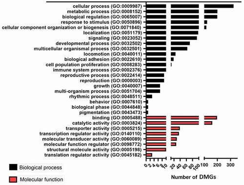 Figure 3. Biological and Molecular function summary from the functional classification analysis of DMG in PANTHER. The functional classification enrichment analysis of genes with altered methylation levels in the genome of calves. The horizontal axis indicates the number of genes with altered methylation levels. The black and red columns represent biological and molecular processes. GO, Gene Ontology. DMGs, Differentially methylated genes.