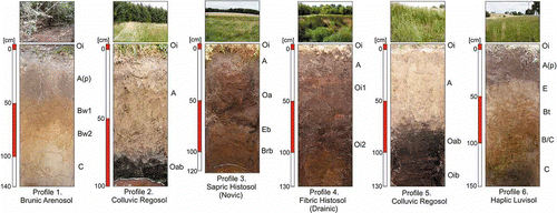 Figure 2 Soil profiles in the research catena.