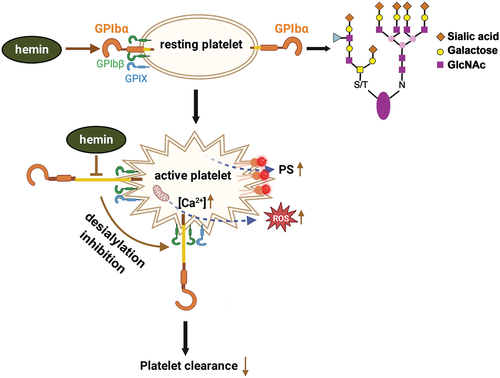 Figure 5. Schematic representation of putative mechanisms underlying platelet activation and clearance in hemolytic disease induced by hemin. Hemin binding to GPIbα induced platelet activation, such as increased [Ca2+]i level, ROS generation, PS expression, and morphological changes, but inhibited platelet desialylation and slowed platelet clearance. Figure 5. Was created with BioRender.com.