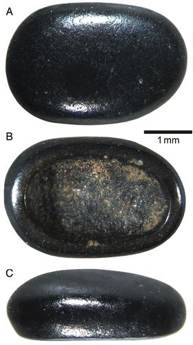 FIGURE 4. Pycnodontiformes, gen. et sp. indet., MV 202615, an isolated tooth crown from the upper Pliensbachian of Grimmen, Mecklenburg-Western Pomerania, Germany, in A, occlusal, B, basal, and C, lateral views.