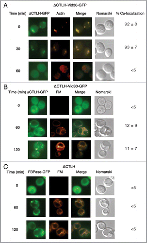 Figure 11 ΔCTLH-Vid30-GFP and FBPase accumulate in punctate compartments following glucose re-feeding. (A) ΔCTLH-Vid30-GFP was expressed in yeast cells that were starved and re-fed with glucose for the indicated times. ΔCTLH-Vid30-GFP and actin patches were visualized by fluorescence microscopy. (B) The distribution of ΔCTLH-Vid30-GFP and FM was examined. (C) FBPase-GFP was expressed in ΔCTLH mutant cells. The localization of FBPase-GFP and FM was then determined.