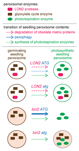 Figure 1. Pexophagy is enhanced when the peroxisomal protease LON2 is dysfunctional. In addition to core peroxisomal proteins, wild-type (LON2 ATG) peroxisomes house glyoxylate cycle enzymes in germinating seedlings and house several photorespiration enzymes in photosynthetic seedlings. When autophagy is prevented (LON2 atg), peroxisomes function normally, but certain glyoxylate cycle enzymes are slightly stabilized, suggesting that pexophagy plays a minor role in degrading seedling peroxisomes. In the lon2 mutant, peroxisomes are present and functional shortly after germination but are sparse and fail to efficiently import matrix proteins in older seedlings. These lon2 defects are fully suppressed by mutating any of several autophagy genes (ATG2, ATG3, or ATG7), suggesting that increased numbers of peroxisomes are targeted for pexophagy when LON2 is mutated. Although lon2 atg double mutant peroxisomes appear to import matrix proteins normally, glyoxylate cycle enzymes are inefficiently degraded, suggesting that LON2 normally promotes turnover of obsolete matrix proteins. The pexophagy trigger in lon2 mutants is not identified.