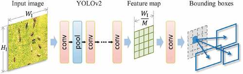 Figure 5. Outline of YOLOv2 network (Redmon and Farhadi Citation2017). An WI×HI input image is down-sampled into a (WI/M)×(HI/M) feature map by the network. Several bounding boxes are predicted from each cell of the output feature map.