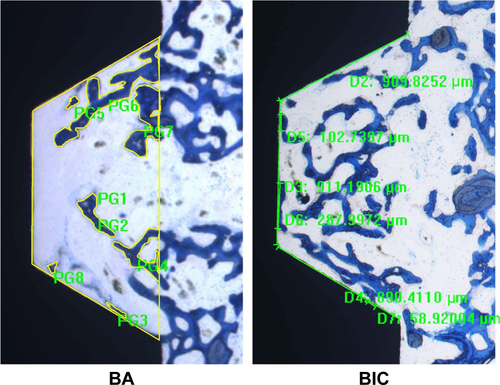 Figure S3 The schematic representation of BA and BIC (40×).Abbreviations: BA, bone area; BIC, bone–implant contact.