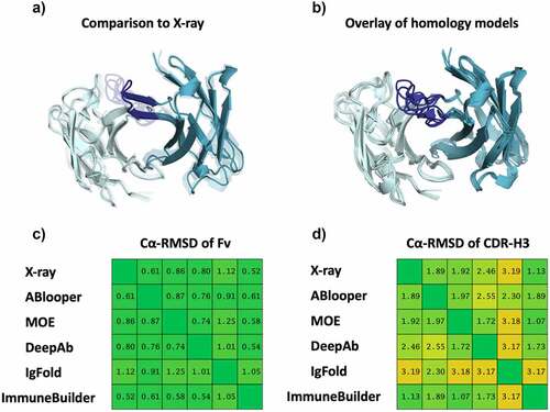 Figure 1. A) Comparison of the available X-ray structure of the CIS43 antibody (PDB code: 7SG5) with the structure models generated with different antibody prediction tools, namely ABlooper, MOE, DeepAb, IgFold and ImmuneBuilder. B) Structural overlay of the obtained Fv models, showing the high variability in the CDR-H3 loop. C) Cα-RMSD matrix of the X-ray structure and the respective models for the whole Fv. D) Cα-RMSD matrix of the X-ray structure and the respective models for the CDR-H3 loop.