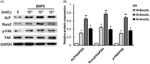 Figure 1. BMP9 suppresses the protein expression of ALP, Runx2 and FAK of SMSCs. (A) The protein expression of ALP, Runx2 and FAK were detected via Western blot following different concentrations of BMP9. (B) Statistical analysis showed that 10–5 mol/l of BMP9 increased the highest expression of ALP and Runx2, exhibiting the best osteogenic capacity of SMSCs. *p < .05, **p < .01, as compared with 0 mol/l of BMP9.