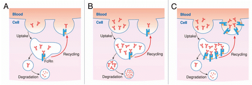 Figure 1 (A) The multiple functions of FcRn are dependent on its ability to sort monomeric IgG away from lysosomal degradation within cells and release bound cargo during exocytic events at plasma membrane. (B) The fact that FcRn salvage pathway is saturable is a well-known phenomenon referred to as fractional catabolic rate and caused by the fact that the pool of FcRn available in cells to recycle or transport its ligand can be limited. Thus, when FcRn is fully saturated, the unbound ligand is cleared, primarily through lysosomal degradation. (C) The prolonged IgG half-life results of the transgenic mice that overexpress FcRn clearly suggest a correlation between the levels of expression of FcRn and the protection of IgG.