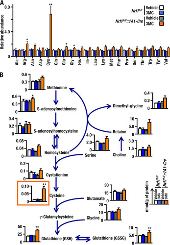 FIG 4 Cysteine accumulation in the livers of Nrf1F/F::1A1-Cre+3MC mice. (A) Relative abundances of amino acids in the livers from Nrf1F/F+Vehicle, Nrf1F/F+3MC, Nrf1F/F::1A1-Cre+Vehicle, and Nrf1F/F::1A1-Cre+3MC mice. The amino acid content of livers was determined using the cationic mode of CE-MS, and results are displayed as a fold change compared to Nrf1F/F+Vehicle samples. Error bars represent SEM (n = 3). (B) Levels of amino acids and their metabolites involved in glutathione synthesis. Metabolite levels were determined by CE-MS. Each bar corresponds to the same group of mice as in panel A. The values were standardized with methionine sulfone as an internal control and the results expressed as nmol/g of protein. Error bars represent SEM (n = 3). The statistical significance of results compared with data from the control group was calculated using a one-way ANOVA with the Newman-Keuls multiple-comparison test. *, P = 0.05 to 0.01; **, P = 0.01 to 0.001.