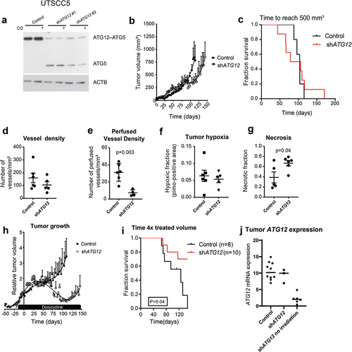 Figure 4. Loss of ATG12 expression contributes to improved tumor control. (A) immunoblot of UTSCC5 cells expressing a doxycycline inducible control shRNA or 2 independent shRNA that target ATG12. Chloroquine (CQ) is used to measure LC3B-II turnover as autophagy activity. (B) Growth curves of UTSCC5 control (n = 5, open circles) and inducible shATG12 #1 (n = 8, filled squares) xenografts. (C) Kaplan-meier curve of tumors reaching 500 mm3. (D) Vessel density was determined by 9F1 immunohistochemistry (error bars ±SEM). (E) Perfused vessel density of UTSCC5 xenografts is decreased in ATG12 knockdown xenografts (error bars ±SEM, p = 0.003). (F) Hypoxic fraction was determined using pimonidazole immunohistochemistry (error bars ±SEM). (G) Tumor necrosis of UTSCC5 xenografts was examined morphologically by H&E staining (error bars ±SEM, p = 0.04). (H) Established tumors were irradiated (10 Gy) when reached 150 mm3. Doxycycline (5 g/L) was administered via the drinking water 7 days prior to the treatment to induce expressing of the hairpin. In ATG12 knockdown xenografts (open circles, n = 10, error bars ±SEM) tumor regrowth is delayed compared to controls (filled squares, n = 10, error bars ±SEM). (I) Kaplan-meier curve xenografts of tumors reaching 4 x the irradiated volume). (J) human ATG12 mRNA abundance determined in shSCR (n = 10) and shATG12 (n = 3) tumors that regrew after irradiation. As a reference, knockdown in non-irradiated and size-matched shATG12 tumors (n = 6) is shown (right column).