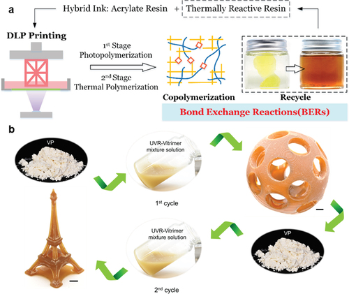 Figure 10. Upcycling of vitrimers by 3D printing. (a) 3D printing is based on a two-stage curing process with the first stage of photopolymerization followed by the second stage of the thermal curing step [Citation119]. (b) Flow chart of twice upcycling vitrimer: UVR-vitrimer buckliball model (first cycle) and UVR-vitrimer tower model (second cycle) [Citation120].