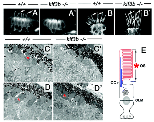 Figure 2. A subset of cilia differentiate in kif3bjj203 mutant embryos. In (A, A’, B and B’), shown are wild-type (A and B) and mutant (A’ and B’) embryos stained with anti-acetylated tubulin antibody at 3 (B and B’) and 7 (A and A’) dpf. (A and A’) Confocal images of a macula in the zebrafish ear. Cilia (arrows) are present in both wild type and mutant. (B and B’) Confocal images of a crista of the zebrafish ear. Cilia (arrows) are absent in the mutant. (C, C’ and D’) Electron micrographs of sections through wild-type (C and D) and mutant (C’ and D’) photoreceptor cells at 3.5 (C and C’) and 5 (D and D’) dpf. Photoreceptor outer segments [OS, asterisks in (C?E)] are initially absent in the mutant. (E) A schematic drawing of the vertebrate photoreceptor cell (after Kennedy and Malicki, 2009). The outer segment membrane is in red. Microtubules that support its structure are in blue. In this work, term “cilium” is used to mean the structure that includes the connecting cilium and the outer segment. The outer segment (OS) forms in the distal part of photoreceptor cilia, which differentiates membrane folds. The connecting cilium (CC), on the other hand, is the proximal region of photoreceptor cilia, and displays characteristics of the ciliary transition zone. OLM, outer limiting membrane.