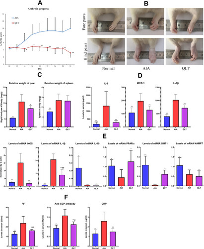 Figure 2 Effects of QLY on arthritic manifestation of AIA rats. (A) arthritis sore changes throughout the observational period; (B) morphological changes occurred in both fore and hind paws of rats; (C) relative weight index of hind paw and spleen (vs body weight); (D) levels of MCP-1, IL-1β and IL-6 in serum; (E) expression of mRNA iNOS, IL-1β, IL-10, PPAR-γ, SIRT1, and NAMPT in WBCs from peripheral blood; (F) levels of RA-related diagnostic indicators (RF, CRP, anti-CCP antibody) in serum. Statistical significance: *p < 0.05 and **p < 0.01 compared with AIA models; #p < 0.05 and ##p < 0.01 compared with normal controls.