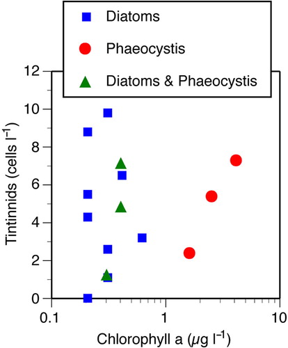 Fig. 5 Scatterplot showing relationship between tintinnid and chlorophyll concentrations in the top 150 m. Symbols distinguish stations in which the microphytoplankton was dominated by diatoms, Phaeocystis, or was a mixture of both. There was no significant relationship between tintinnid and overall chlorophyll concentration or among stations in which diatoms dominated the microplankton community. While we have quantitative data for only three of the four polynya stations, the concentration of tintinnids does, however, appear to increase with chlorophyll concentrations in the Phaeocystis-dominated communities (n=3, r=0.987).