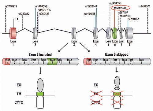 Figure 2 Schematic representation of IL7R pre-mRNA splicing. Genomic and pre-mRNA structure of the IL7R gene is shown (top), with SNPs selected for genotyping in reference Citation19, listed above. The MS-associated SNP, rs6897932, is highlighted. Alternative splicing of the IL7R pre-mRNA leads to the production of two isoforms: a membrane-bound (rIL7R, exon 6 included) or soluble (sIL7R, exon 6 skipped). The transmembrane isoform of the receptor consists of the extracellular (EX), transmembrane (TM) and cytoplasmic (CYTO) domains. Skipping of exon 6 leads to a translation reading frame shift and translation termination due to a premature stop codon. Adapted in part from reference Citation23.