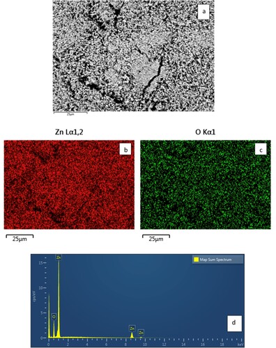 Figure 3. (a) SEM image, SEM-EDX mapping pattern of the element distribution: (b) Zn and (c) O in the scanned area, and (d) SEM-EDX analysis of CL/ZnO NPs.