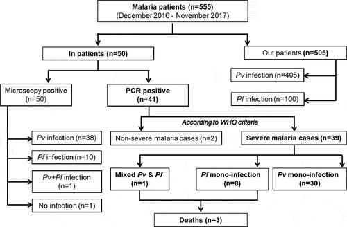 Figure 1. Flowchart of the study: of the initial 50 patients enrolled in the study, 9 were negative using PCR. Two did not match the WHO criteria for severe malaria, and of the 39 severe malaria cases, 30 were infected with P. vivax (Pv), 8 with P. falciparum (Pf), and one with both parasite species.
