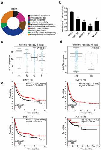 Figure 5. DMBT1 is downregulated in GC. (a) CHAT revealed the association between DMBT1 and hallmarks of cancer. (b) DMBT1 mRNA expression in GC cells. The correlation between DMBT1 and (c) T stage, (d) M stage in TCGA datasets. (e) Survival analysis of DMBT1 in GC. *, P < 0.05; **, P < 0.01