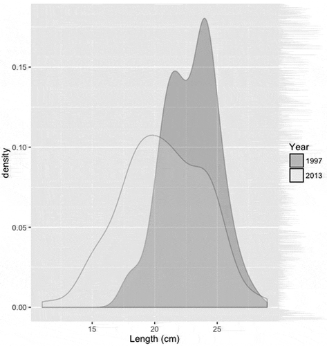 FIGURE 2. Distributions of queen conch shell length in 1997 and 2013.