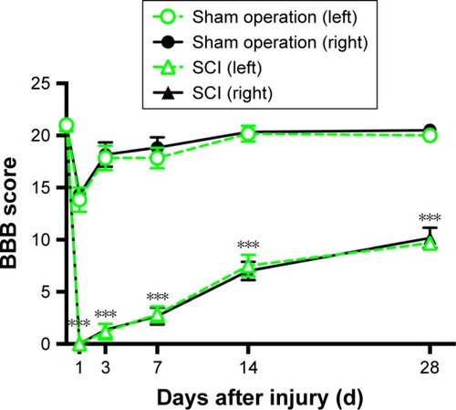 Figure 2 Line chart of the BBB scores of rats in the SCI and sham operation groups.