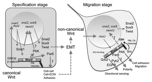 Figure 1. Demonstrated and putative roles of RhoV and RhoU in the developing neural crest. At specification stage, RhoV is induced early by the Wnt canonical pathway (via GSK3β/β−catenin). RhoV exhibits N-terminal and C-terminal extensions (dark gray boxes) required for its activity and are located through palmitoylation at the plasma membrane (PM) and vesicles. RhoV and Snai1 cooperate for the induction of snai2, sox9 and twist, required for EMT. This may be mediated through enhanced PAK activity, shown to phosphorylate and enhance Snai1 transcriptional activity. RhoV might also disrupt NC cell adhesion through Par6 activation. During EMT, RhoV expression is shutdown while the non-canonical Wnt pathway induces RhoU. RhoU also exhibits N-terminal and C-terminal extensions, which contain an SH3-binding domain (white box) and a tyrosine phosphorylated by Src (Y254). RhoU is located at PM, vesicles and focal adhesions (FA). RhoU is involved in NC cell adhesion and migration in a PAK-dependent pathway. RhoU is also required for NC polarity—potentially through its interaction with Par6—and may participate in directional migration by regulating focal adhesion turnover through interaction with Grb2 or Pyk2 and through phosphorylation by Src. Question marks indicate pathways or interactions not yet validated in NC.