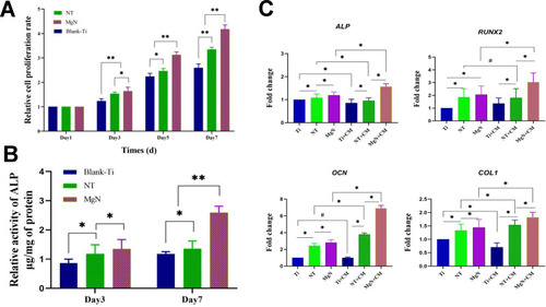 Figure 4 (A) Cell proliferation of rBMSCs cultured for one, three, five, and seven days in CM on various samples. (B) ALP activity of rBMSCs cultured for three and seven days in conditioned medium on various samples. (C) mRNA expression of osteogenic genes (ALP, RUNX2, OCN, COL1) of rBMSCs cultured on various samples in standard culture medium vs in CM after osteogenic induction for seven days.Notes: *Statistically significant difference between groups (p <0.05); **highly significant difference between groups (p <0.01); #no significant difference between groups (p >0.05).Abbreviations: rBMSCs, rat bone mesenchymal stem cells; RUNX2, runt-related transcription factor 2; COL1, type I collagen; OCN, osteocalcin; CM, conditioned medium.