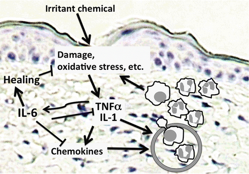Figure 5.  Proposed model of the role of IL-6 in irritant dermatitis. Following chemical exposure, damage or irritation occurs in the epidermis, causing release or synthesis of primary inflammatory cytokines like TNFα and IL-1. These, in turn, induce expression of chemokines as well as IL-6. Chemokines and primary inflammatory cytokines then act on the capillary endothelium to mediate inflammatory cell extravasation and accumulation in the tissue, resulting in further damage. IL-6 counters this by inhibiting the expression of primary inflammatory cytokines, as well as some chemokines. IL-6 itself mediates skin healing, and may promote the influx or differentiation of anti-inflammatory macrophage populations that further promote repair.