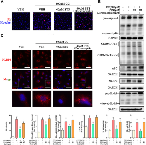 Figure 6 Inhibition of AMPK signaling eliminates the protective effect of Sodium tanshinone IIA sulfonate on cholesterol crystals-induced endothelial pyroptosis. HUVECs were incubated with 500 μM cholesterol crystals (CC) for 16 h and 40 μM Sodium tanshinone IIA sulfonate (STS) was added 1 h before CC treatment. 10 μM Dorsomorphin was added 2 h before STS treatment. (A) Cell death was determined using PI staining. (B) NLRP3, ASC, caspase-1, GSDMD and IL-1β protein levels were determined by Western blot. (C) NLRP3 specks were detected by immunofluorescence. Data are represented as mean ± SD of three independent replicates; **P < 0.01 vs VEH group; §P < 0.05, §§P < 0.01 vs cholesterol crystals group; †P < 0.05, ††P < 0.01 vs STS treatment group; Scale bar = 10 μm.