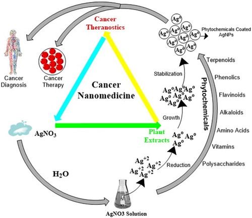 Figure 3. Plant-mediated mechanism of biogenic silver nanoparticles’ (AgNPs’) production: a step forward for cancer nanomedicine (Adapted with permission from Ovais et al. (Citation21)).