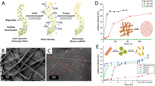 Figure 3. (A) Mechanisms of acid-responsive e-spun nanofibers loaded with sodium bicarbonate. Adapted with permission from Ref. [Citation138] Scanning electron microscopy pictures of EL55 nanofibers containing cross-linked PEC NPs (B) and confocal laser scanning microscopy (C). (D) Release profiles of fluorescently labeled NPs from nanofibers at different pHs. (E) Release profiles of fluorescently labeled model peptide rat peptide YY labeled with fluorescein isothiocyanateincorporated incorporated within the nanoparticles at different pHs. Adapted with permission from Ref. [Citation137].