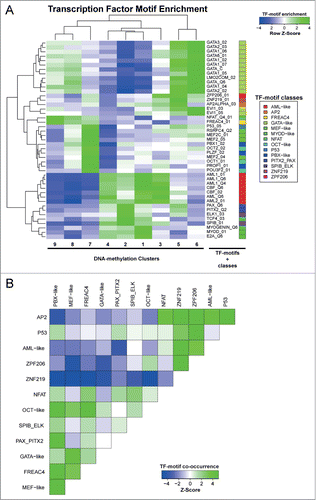 Figure 5. Motif enrichment in differentially methylated regions associated with transcription factors. (A) Cluster analysis of row Z-scores for TF motif enrichments in DNA methylation clusters. All DMRs were scored using 981 TRANSFAC position weight matrices and motifs showing a significant enrichment (Z > 2) or depletion (Z < −2) in any of the DMR clusters are displayed. Green: motif enrichment, blue: motif depletion. (B) Cluster analysis of Z-scores for pairwise TF-motif co-occurrences in all DMRs (see Material and Methods for details). Green: enrichment of TF-motif co-occurrence, blue: depletion of TF-motif co-occurrence.