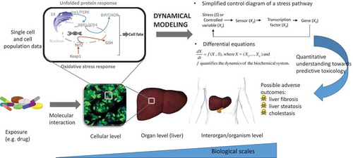 Figure 1. Overview of different scales relevant for DILI and the contribution of dynamical pathway modeling. Upon exposure to drugs, cellular stress pathways are activated to maintain homeostasis. For illustration, we show two pathways for the unfolded protein response and oxidative stress response. Malfunctioning of the pathways could result in an imbalance of cell fates. Such malfunctioning can progressively change states of the liver (or other relevant organs), eventually leading to various adverse outcomes in a clinical setting, like cholestasis. Here, dynamical modeling aims to quantitatively describe the underlying intra-cellular signaling networks. This computational approach potentially offers a mechanism-based tool towards predictive toxicology to understand and eventually to reduce the occurrence of DILI. For illustration purposes, we include a 2D representation of cells in a single microscopy image reproduced from [Citation11] under the terms of the Creative Commons Attribution License.