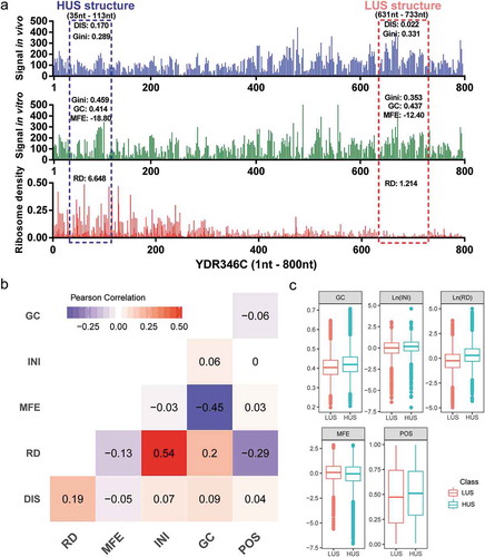 Figure 2. High and low degrees of mRNA structure unwinding with various structural features. (a) LUS and HUS structures with different structural features in the YDR346C gene. (b) Pearson correlation coefficients between the five structural features. (c) Distribution of the five features between the two classes.