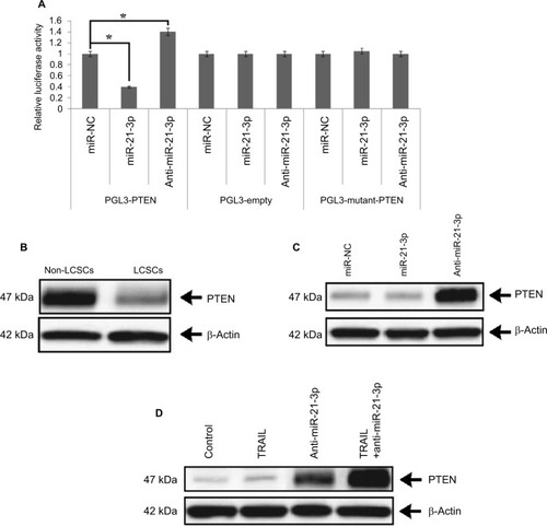 Figure 4 miR-21-3p targeted PTEN in Huh-7-LCSCs.Notes: (A) The luciferase activity was measured post transfection. The individual value was analyzed by the relative luciferase activity of Firefly to Renilla. *P<0.05. (B) Results of expression of protein (PTEN) by Western blot in Huh-7-LCSCs and non-LCSCs. (C) The effect of miR-21-3p and anti-miR-21-3p on the levels of PTEN in Huh-7-LCSCs. (D) Suppression of miR-21-3p enhanced the levels of PTEN in Huh-7 cells in vivo.Abbreviations: LCSCs, liver cancer stem cells; PTEN, phosphatase and tensin homologue; TRIAL, TNF-related apoptosis-inducing ligand.