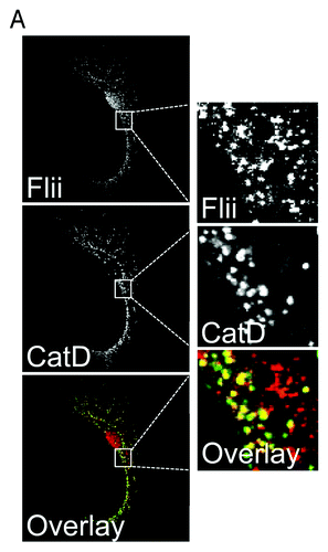 Figure 2. Flii is located in late endosomes/lysosomes in fibroblasts. (A) Primary fibroblasts were fixed with methanol, immunostained for Flii (mouse anti-Flii antibody) and the late endosomal/lysosomal enzyme cathepsin D (CatD). Flii co-localizes with cathepsin D in late endosomes/lysosomes in fibroblasts.