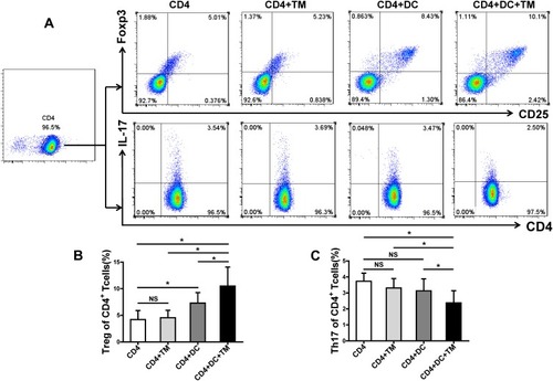 Figure 2 Talaromyces marneffei yeast cells promoted Treg expansion and limited Th17 generation in the presence of DCs. CD4+ T lymphocytes were co-cultured with yeast cells of TM with or without DCs (CD4+ T lymphocytes: DCs: yeasts=10: 1: 5). The proportions of Treg and Th17 cells in the co-culture were detected by flow cytometry. (A) Gating strategy for Treg and Th17 cells. Treg cells were identified as CD4+CD25+Foxp3+ cells and Th17 cells were identified as CD4+IL-17+ cells. Representative scatter plots of Treg and Th17 cells in the co-culture. Comparisons of the percentages of (B) Treg cells and (C) Th17 cells in the co-culture. Data are expressed as mean ± SD (n=10). *P < 0.05.Abbreviations: DC, dendritic cell; TM, Talaromyces marneffei; CD, cluster differentiation; IL-17, interleukin 17; SD, standard deviation; NS, not significant.