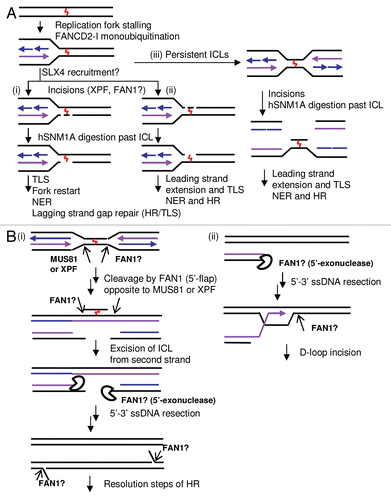 Figure 4 Role of structure-specific endonucleases in ICL repair. (A) the initial steps of the models for context-dependent ICL repair during replication, discussed in our recent study in reference Citation48, and in this review. The initial incisions could be on either the (i) leading or (ii) lagging strand or (iii) two replication forks converge on an ICL, more likely during late S phase or in the absence of the XPF-ERCC1/hSNM1A pathway. (B) Potential roles for the recently identified FAN1 nuclease in ICL repair, based on models proposed by Kratz et al., Mackay et al. and Smogorzewska et al.Citation31–Citation33 (i) when two replication forks converge, FAN1 could be involved in early endonucleolytic incision of the replication forks, in the removal of the cross-linked oligonuclotide from the second strand or in later steps required for HR, including ssDNA resection or 5′-flap incisions during HJ resolution. (ii) In a single stalled replication fork model, FAN1 may also function in later steps required for HR, including ssDNA resection or D-loop incision.