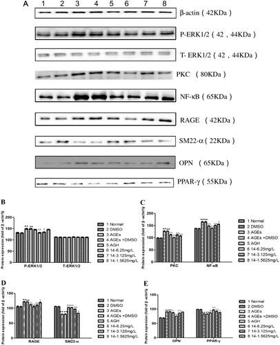 Figure 10. Effects of 14 at different concentrations on ERK1/2, PKC, NF-κB, RAGE, SM22-α, OPN, and PPAR-γ protein expression induced by AGEs.