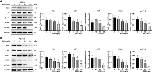 Figure 5 Effects of ESO on the PI3K/AKT/mTOR signaling pathway in ovarian cancer cells. (A and B) Protein expression levels of PI3K, AKT, and mTOR in SKOV3 and TOV112D cells after treatment with ESO for 24 h. Data represent mean ± SD. *p<0.05, **p<0.01.