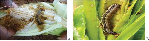 Figure 3. (a) Corn ear damaged by caterpillar of Spodoptera frugiperda (CABI, Citation2017a) and (b) Fifth instar larva of S. frugiperda (Benin, Calavi Akassato, 2.vi.2016, G. Goergen)Photo by GG. https://doi.org/10.1371/journal.pone.0165632.g003.