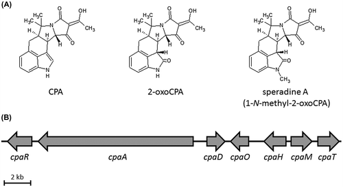 Fig. 1. Chemical structure of CPA,Citation1) 2-oxoCPACitation4) and speradine A (1-N-methyl-2-oxoCPA)Citation5) (A) and CPA biosynthesis gene cluster (cpa cluster) in Aspergillus oryzae NBRC 4177 (B).Citation4)