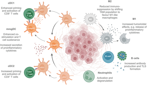 Figure 3. Effects of CD40 stimulation on immune cells in the tumor microenvironment. CD40 stimulation on cDC1 and cDC2 license the priming and activation of CD8+ and CD4+ T cells, respectively. Further, CD40 activation on either of these cell types allows for the transition into mregDcs, which further can sustain CD8+ T cells. When acting on tumor-associates macrophages, CD40-targeting therapies favor anti-tumor effects both by shifting the TAM population to favor M1-like macrophages and by increasing the tumoricidal effects of M1 macrophages. CD40 activation on B cells induces the formation of tertiary lymphoid structures and induction of antibody production. Lastly, CD40 stimulation on neutrophils within the TME induces its activation and degranulation, hence promoting anti-tumorigenic effects. cDC: conventional dendritic cell; TAM: tumor-associated macrophage; TLS: tertiary lymphoid structure. Created with BioRender.com.