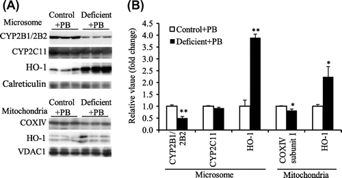 Fig. 2. Microsomal CYP2B1/2B2, CYP2C11, and HO-1 protein level and mitochondrial COX complex IV subunit I and HO-1 protein level in liver of the control and ascorbic acid-deficient ODS rats administered PB (experiment 2).Notes: (A), Western blot analyses. Calreticulin and VDAC1 were microsomal and mitochondrial markers, respectively. (B), the mean of the control group was set to 1.0. Values are means for six rats per group, with their standard errors represented by vertical bars. *p < 0.05 vs. the control group. **p < 0.01 vs. the control group.
